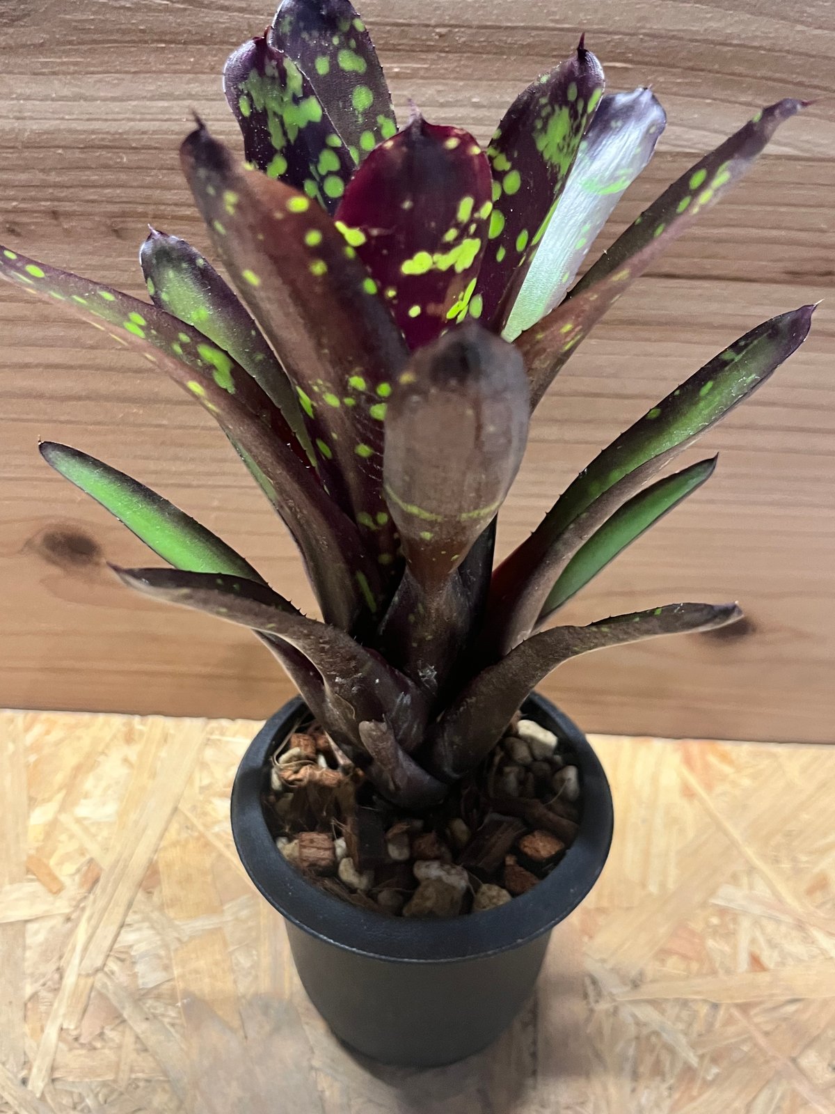 ネオレゲリア ノスフェラトゥ | GREEN LUCK