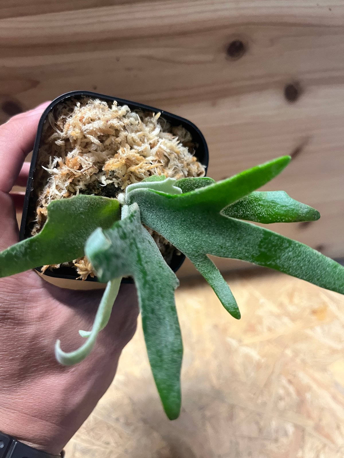 ビカクシダ ウィリンキー 'ジュエル' | GREEN LUCK