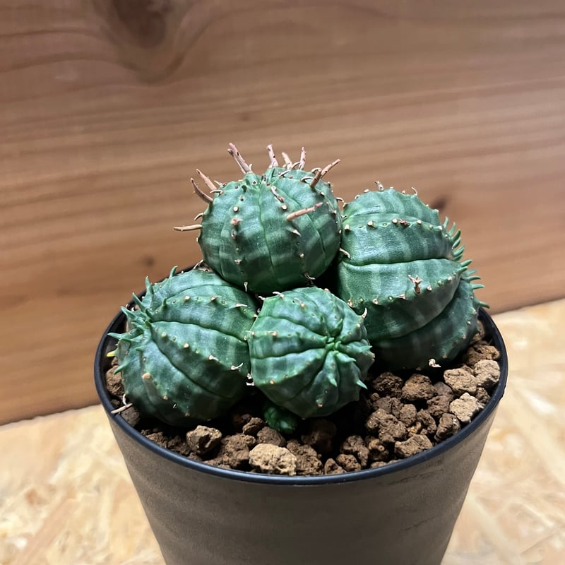 ユーフォルビア バリダ 群生 | GREEN LUCK