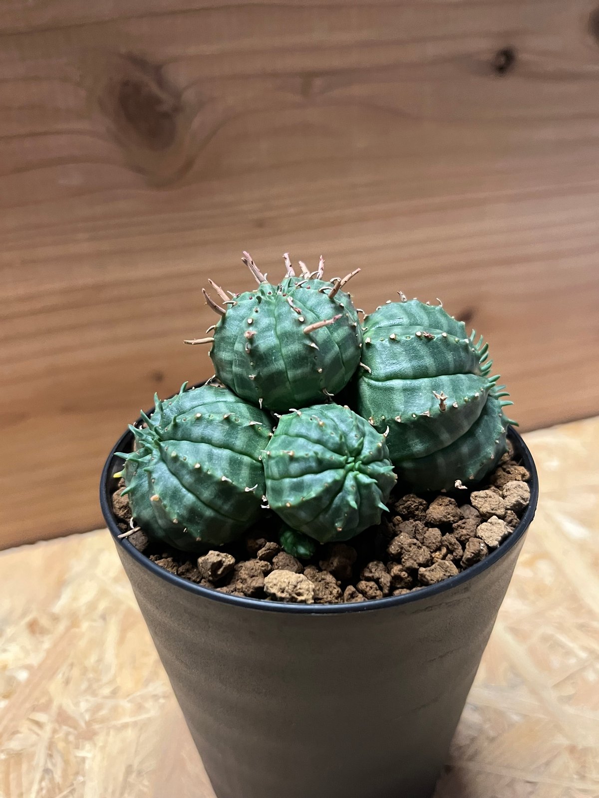 ユーフォルビア バリダ 群生 | GREEN LUCK