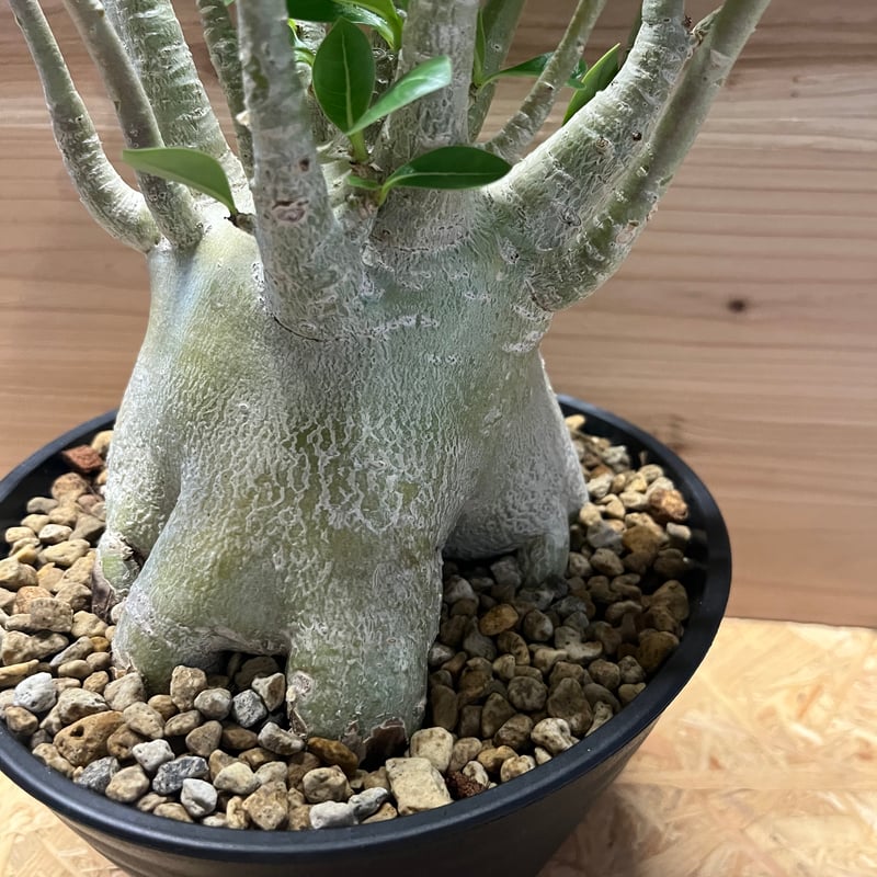 アデニウム アラビカム | GREEN LUCK