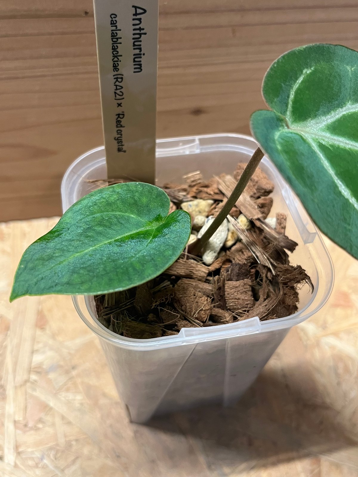 アンスリウム カーラブラッキー×レッドクリスタリナム | GREEN LUCK