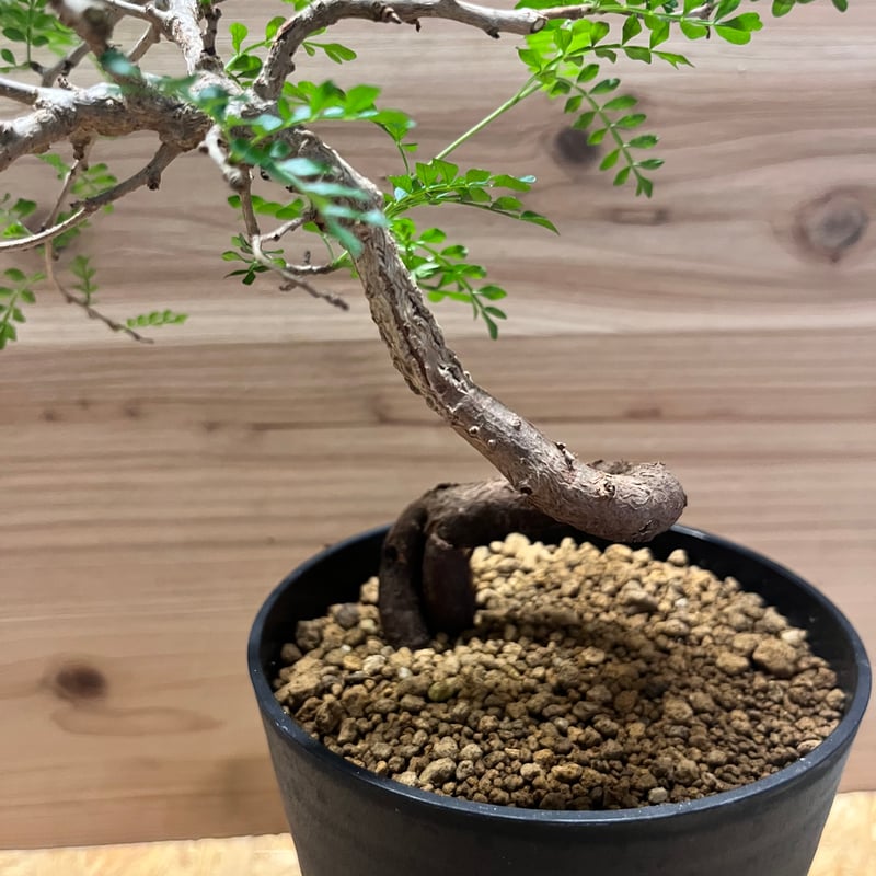 オペルクリカリア パキプス | GREEN LUCK