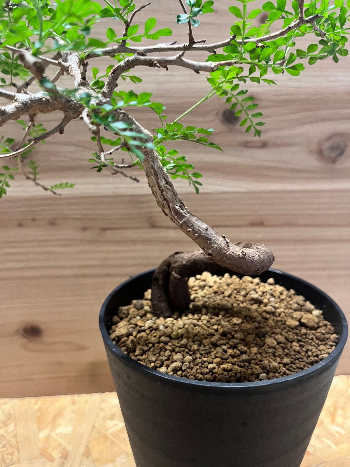 オペルクリカリア パキプス | GREEN LUCK