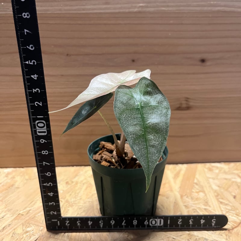 アロカシア　シンポ　バリエガータ芋【希少】 アロカシア シンポ アルボマルギナータ【198】 | PROTOLEAF