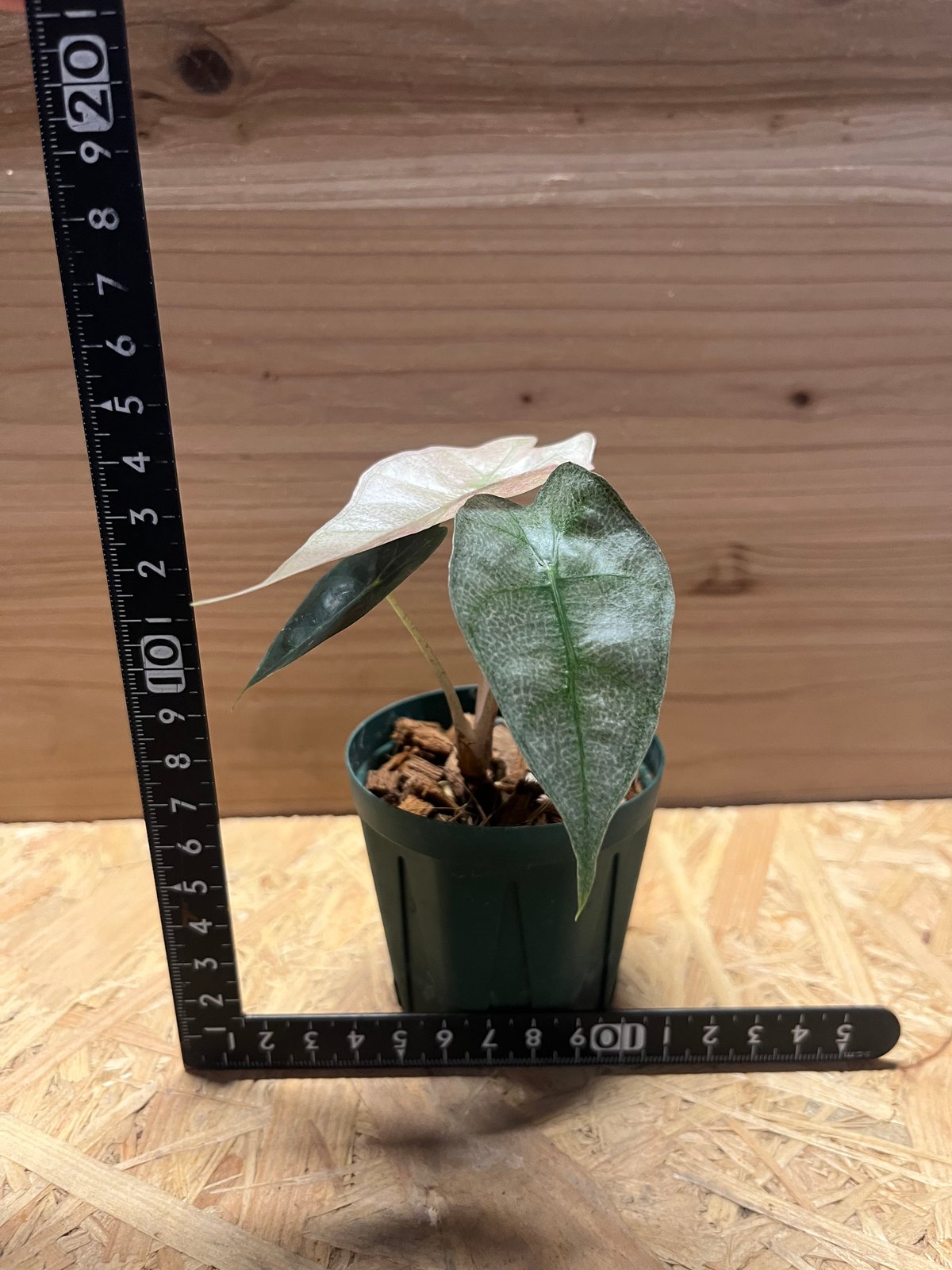 アロカシア　シンポ　バリエガータ芋【希少】 アロカシア シンポ バリエガータ 斑入り 芋【希少】 - メルカリ