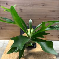 アンスリウム カリブレイリー（クラビゲナム） | GREEN LUCK