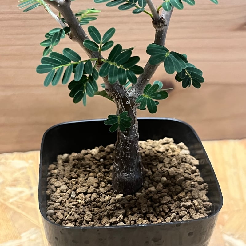 センナ メリディオナリス | GREEN LUCK