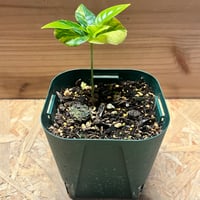 サイカス コッツシアーナ | GREEN LUCK