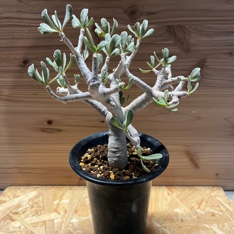 フルカタ | STORES