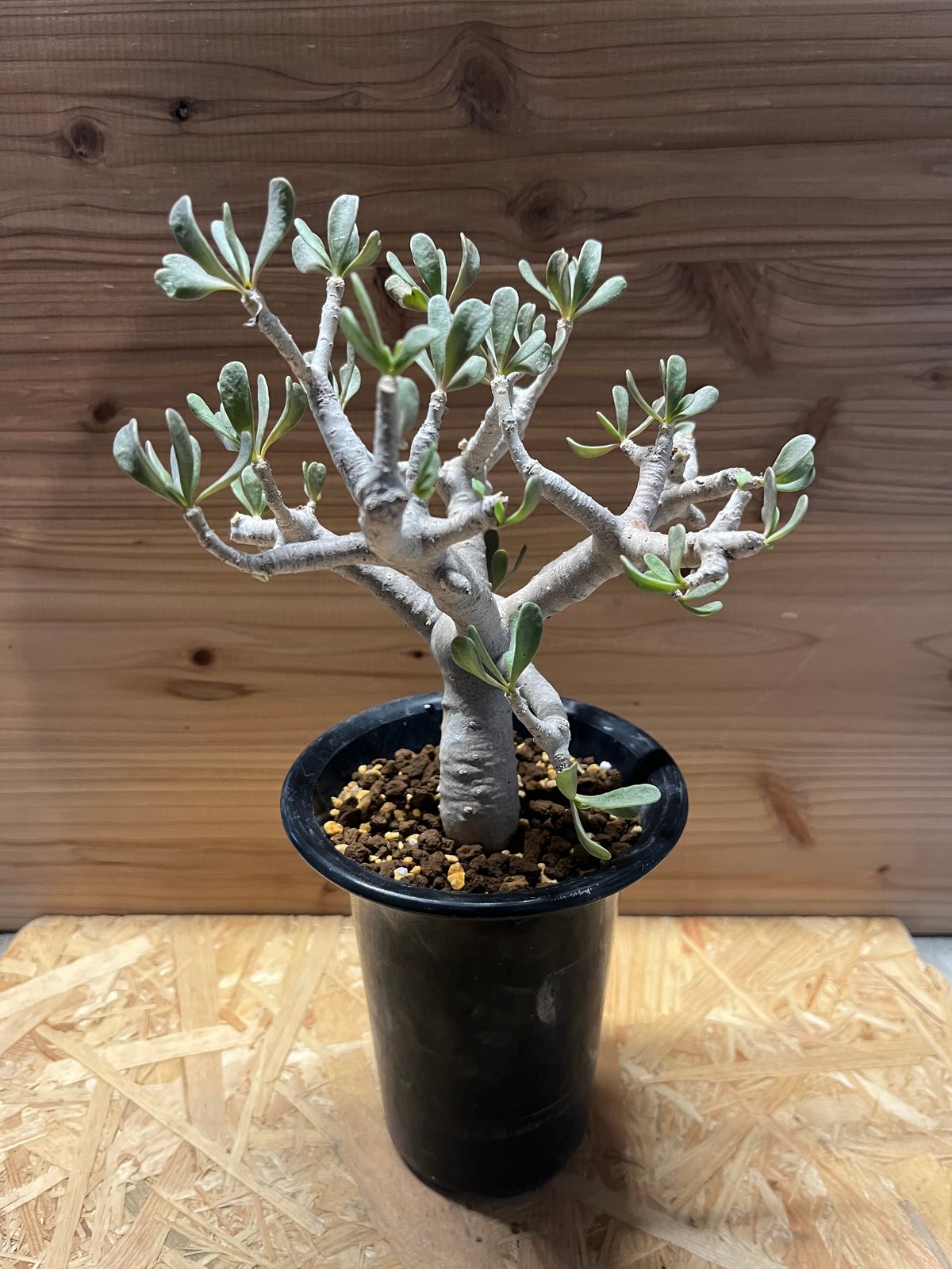 多肉植物 塊根植物オトンナ フルカタ Othonna furcata 冬型 fit=scale-down,w=1200