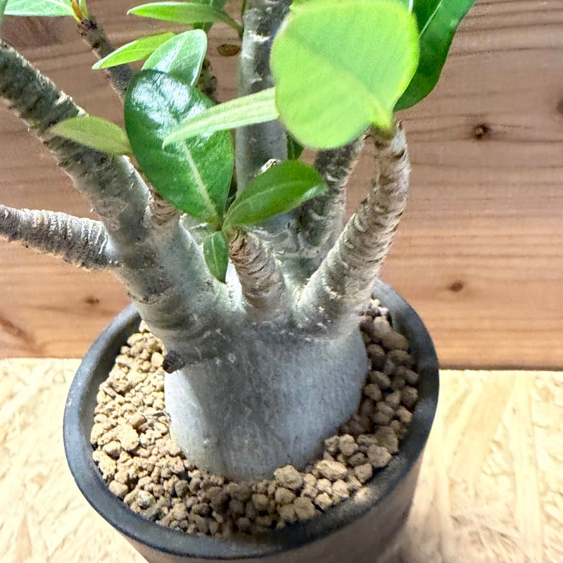 最終価格 アデニウム タイソコトラナム 鉢ごと発送 園芸ネット本店｜アデニウム：タイソコトラナム 3.5号 の通販【公式】