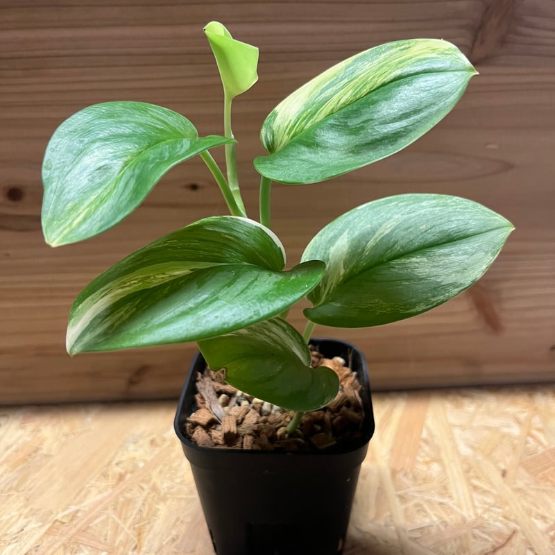 Scindapsus Yupa ハーフムーン 🌱Scindapsus Yupa🌱 Yupa is characterized by its sparkling