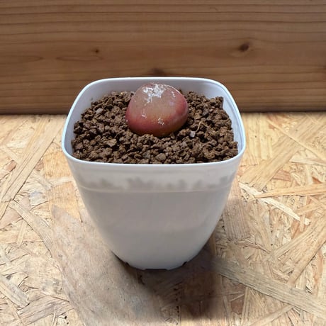 コノフィツム | STORES