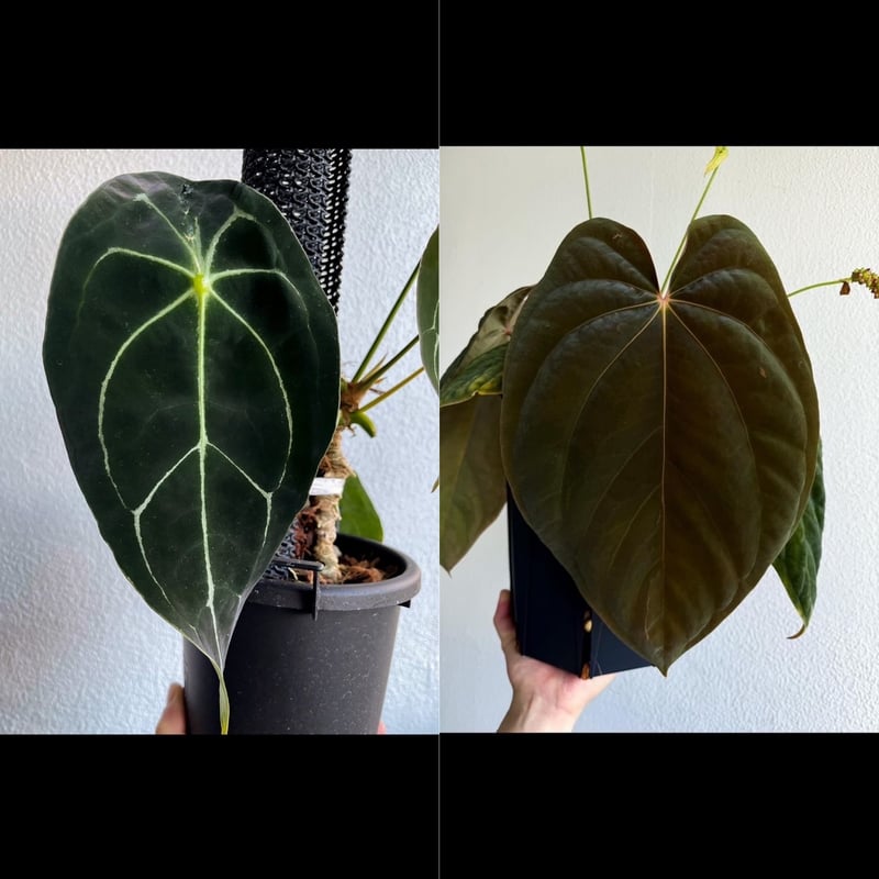 アンスリウム RVDP 超ベルベット red vein dark phoenix Anthurium Red Vein Dark Phoenix (RVDP) - A Botanical Masterpiece