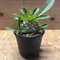 アガベ チタノタ ウリエル実生 | GREEN LUCK