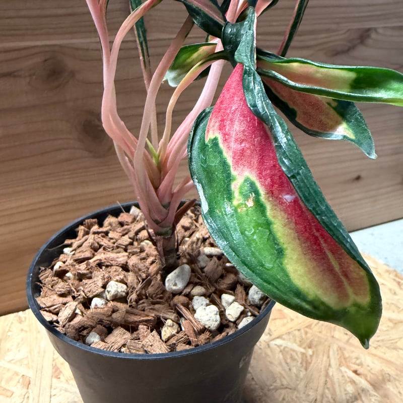 その他観葉植物 Aglaonema Medusa その他観葉植物 Aglaonema Medusa アグラオネマ メデューサ 3.5号