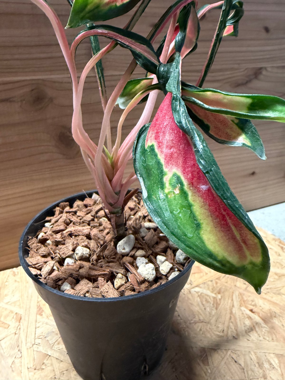 アグラオネマ 'メデューサ' | GREEN LUCK