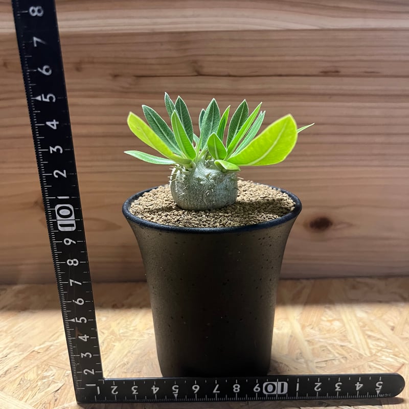 パキポディウム デンシカウレ 恵比寿大黒 | GREEN LUCK