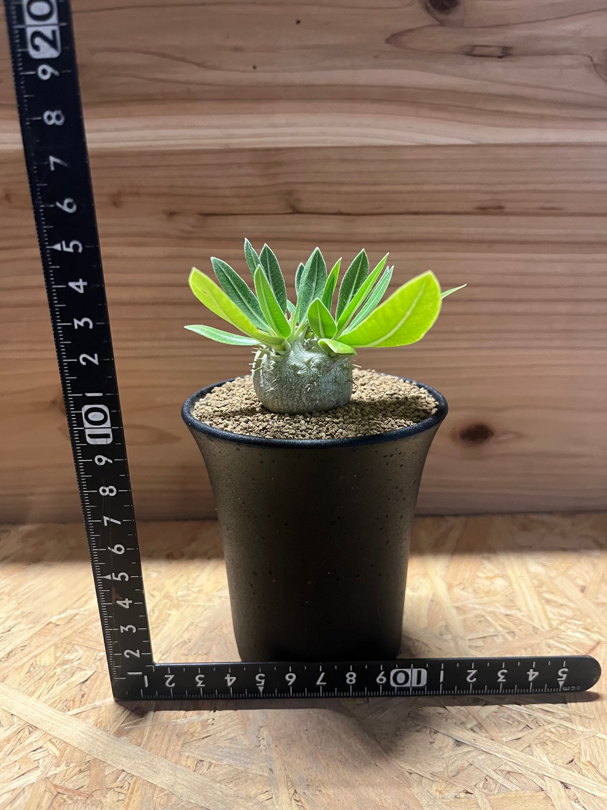 パキポディウム デンシカウレ 恵比寿大黒 | GREEN LUCK