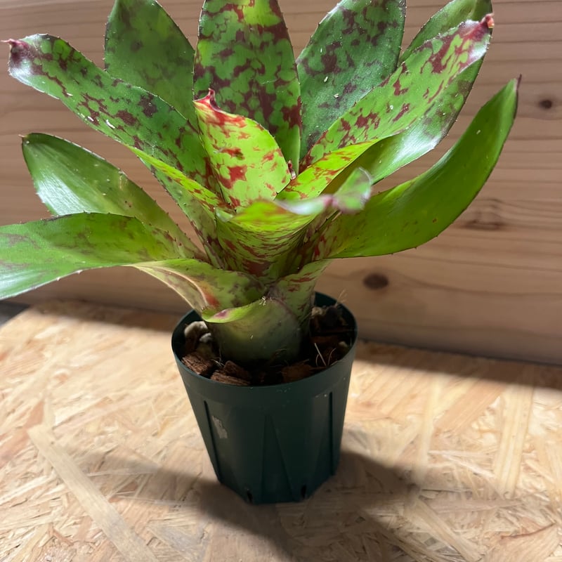 ネオレゲリア ウィーニーザプー | GREEN LUCK