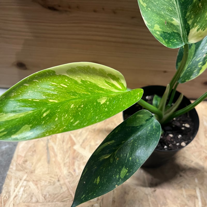 フィロデンドロン グリーンコンゴ バリエガータ | GREEN LUCK