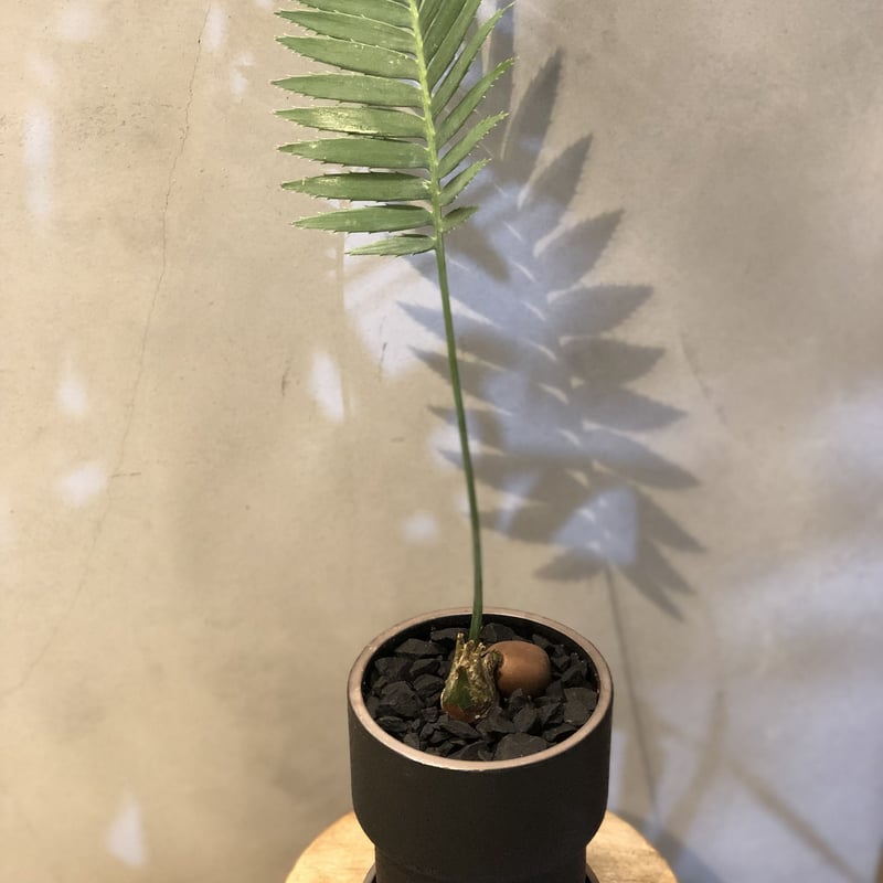 ［現品］【希少】ディオーンスピヌロスム　7号　観葉植物　レア　メキシコソテツ 現品］【希少】1番 ディオーンスピヌロスム 7号 観葉植物 レア