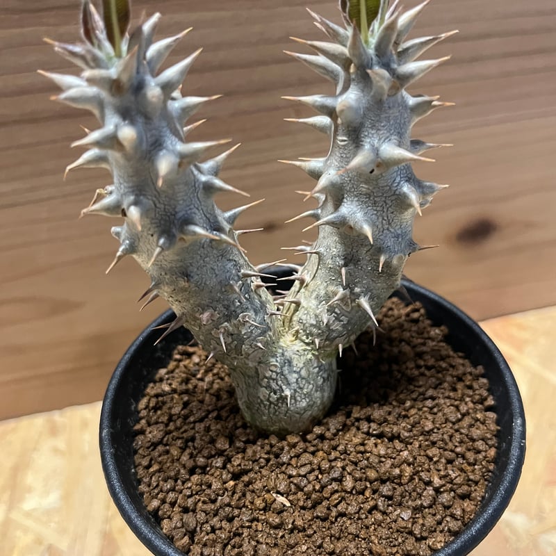 パキポディウム 伊藤ハイブリッド 2頭 | GREEN LUCK