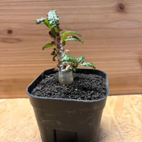 ボスウェリア　ナナ