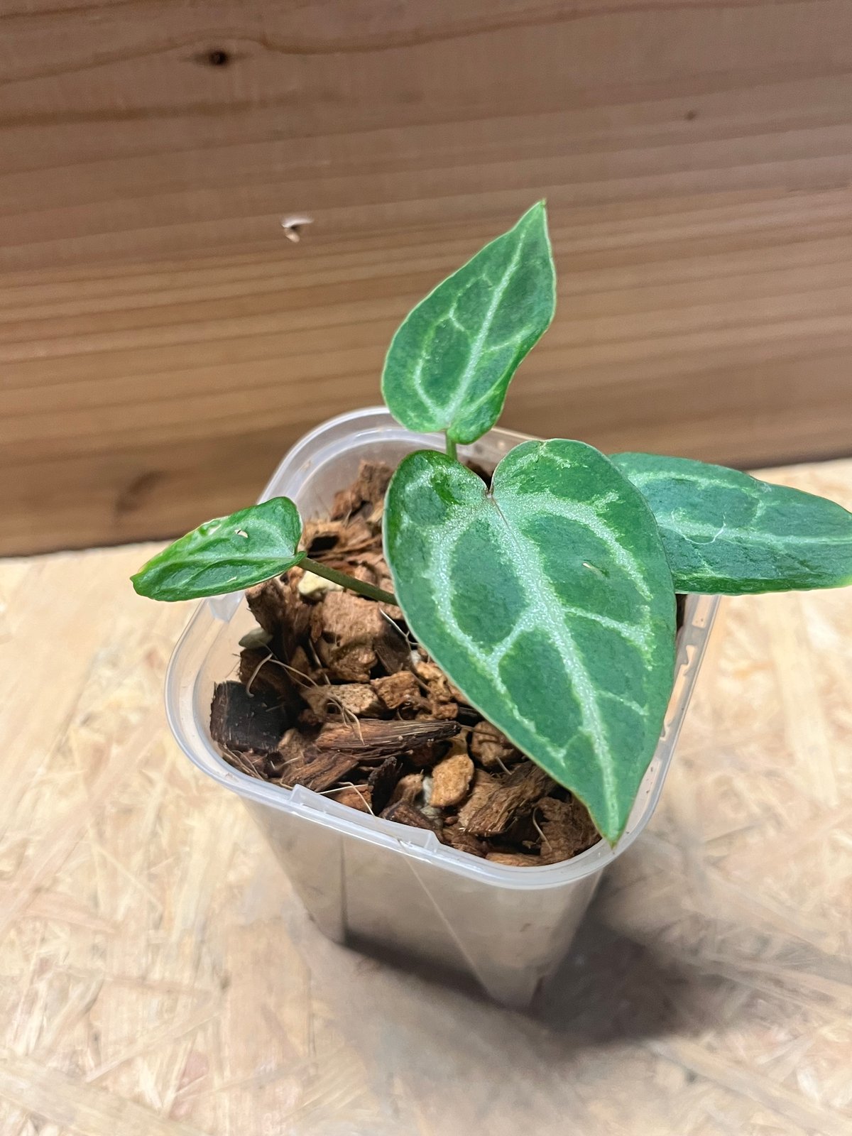 アンスリウム 'エンジェルズドリーム' | GREEN LUCK