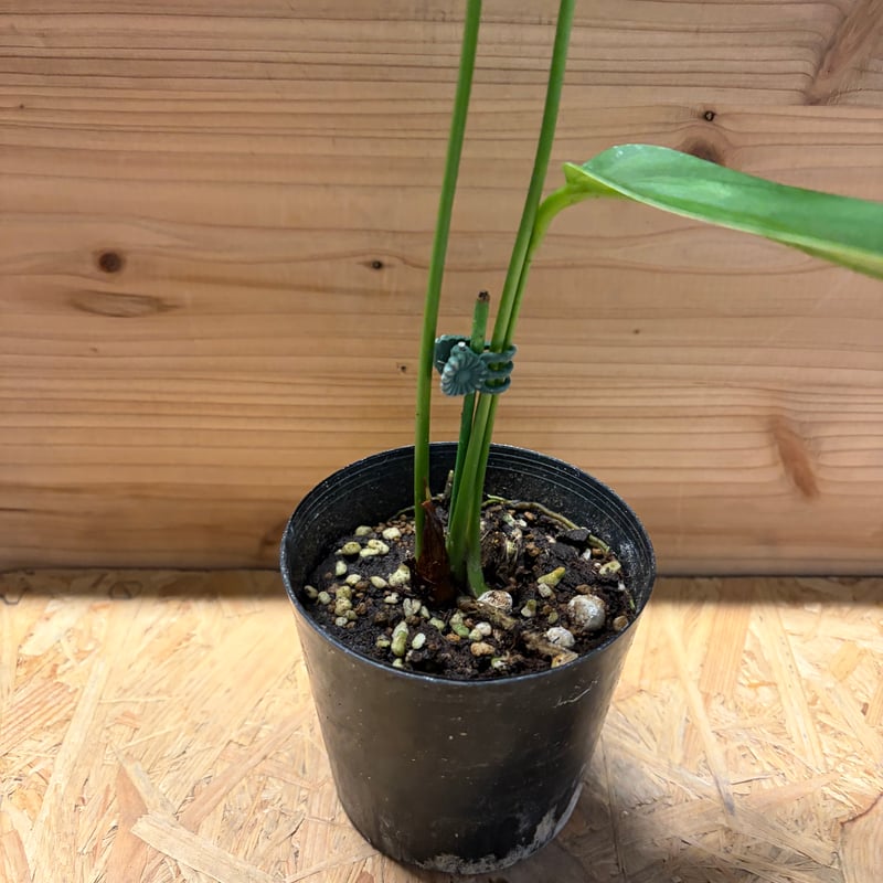 anthurium moronense アンスリウム　モロネンセ　希少　原種 アンスリウム モロネンセ | GREEN LUCK
