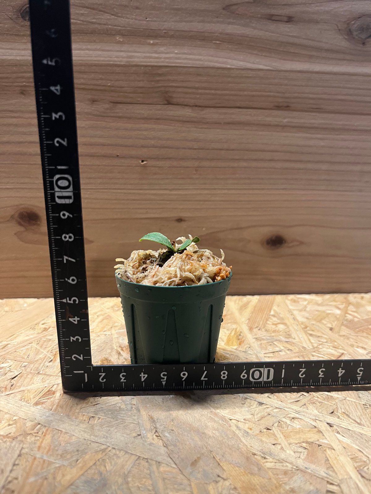 ビカクシダ Platycerium Fishubone (フィッシュボーン) ビカクシダ フィッシュボーン | GREEN LUCK