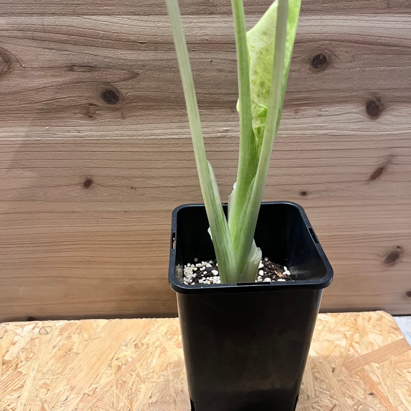 アロカシア マクロリザス カモフラージュ | GREEN LUCK