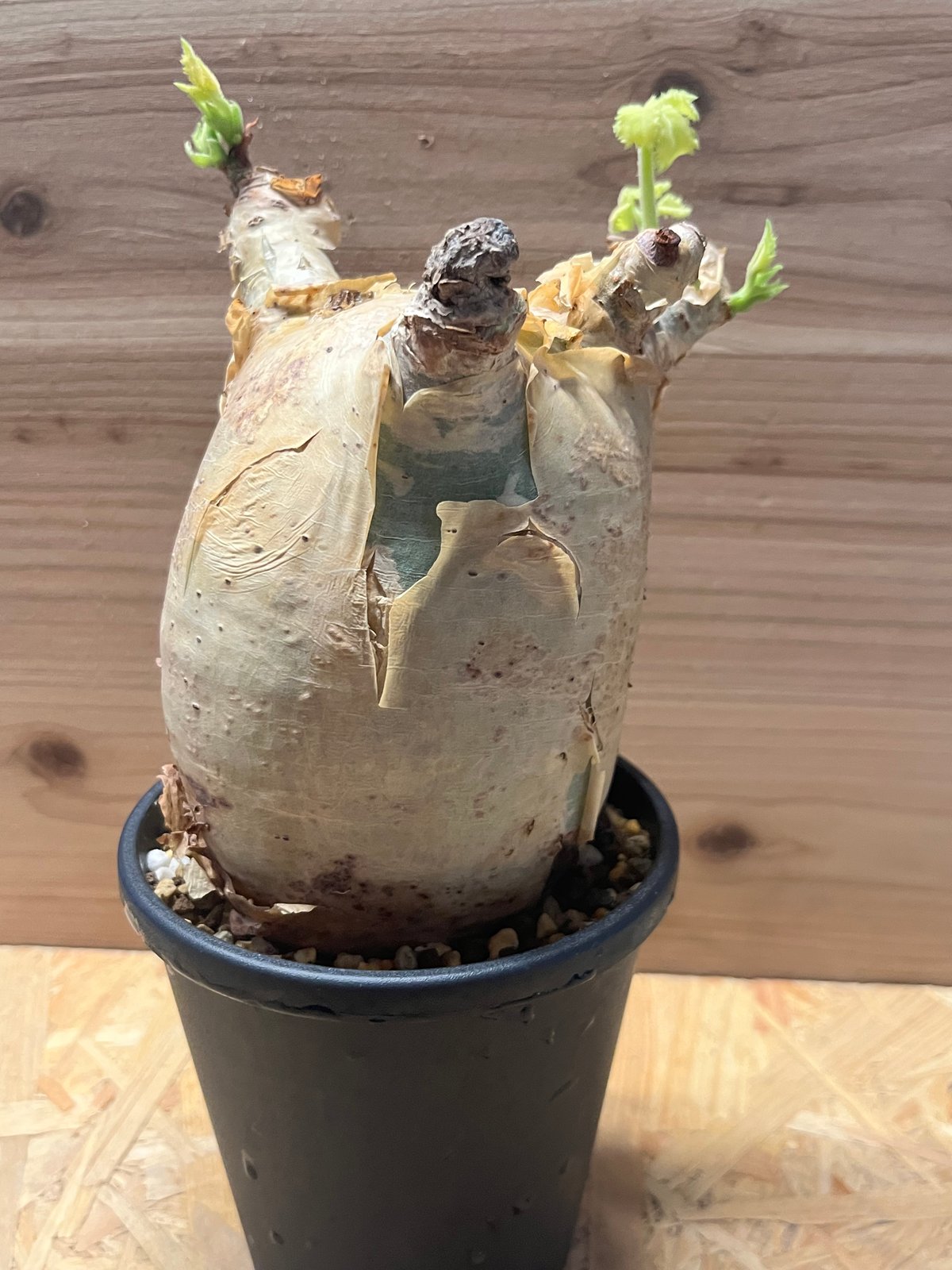 y*i様 キフォステンマ ウター マクロプス Cyphostemma macro キフォステンマ マクロプス / Cyphostemma uter var. macropus