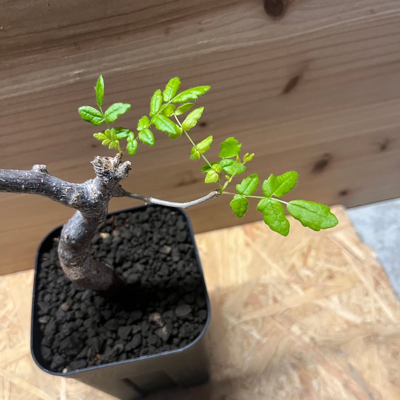 コミフォラ モンストローサ | GREEN LUCK