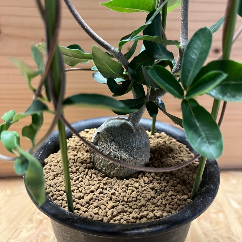 【特大】フォッケア エデュリス　火星人 火星人(フォッケア・エデュリス)の育て方・栽培方法 | LOVEGREEN