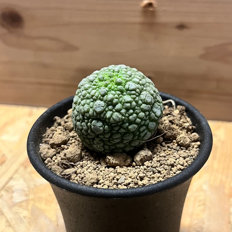 プセウドリトス ミギウルティヌス　特大　サボテン プセウドリトス ミギウルティヌス | GREEN LUCK