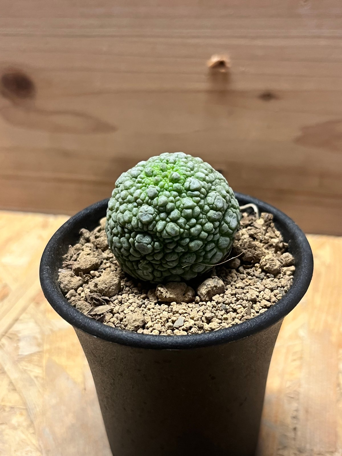 プセウドリトス ミギウルティヌス | GREEN LUCK