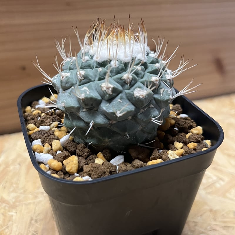 ストロンボカクタス ディシフォルミス 菊水 | GREEN LUCK