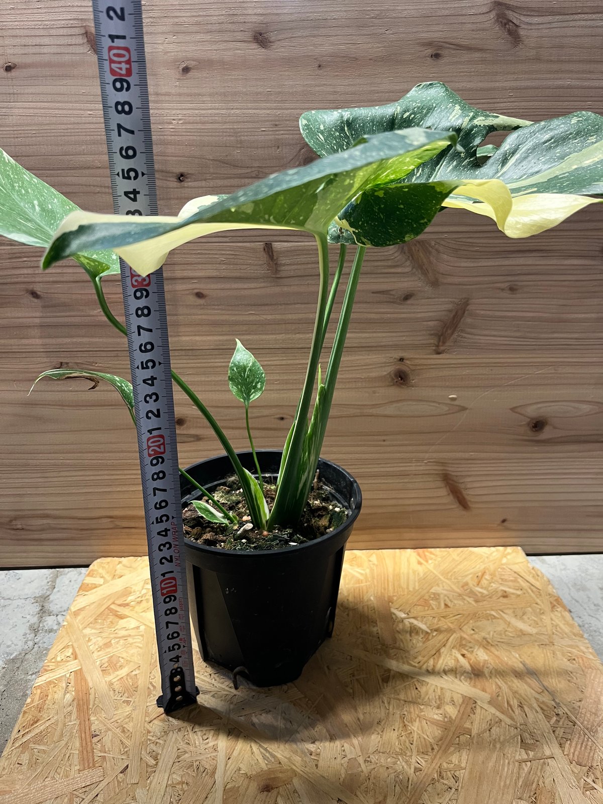 モンステラ斑入り『イエローモンスター』8号特大苗木最高等級