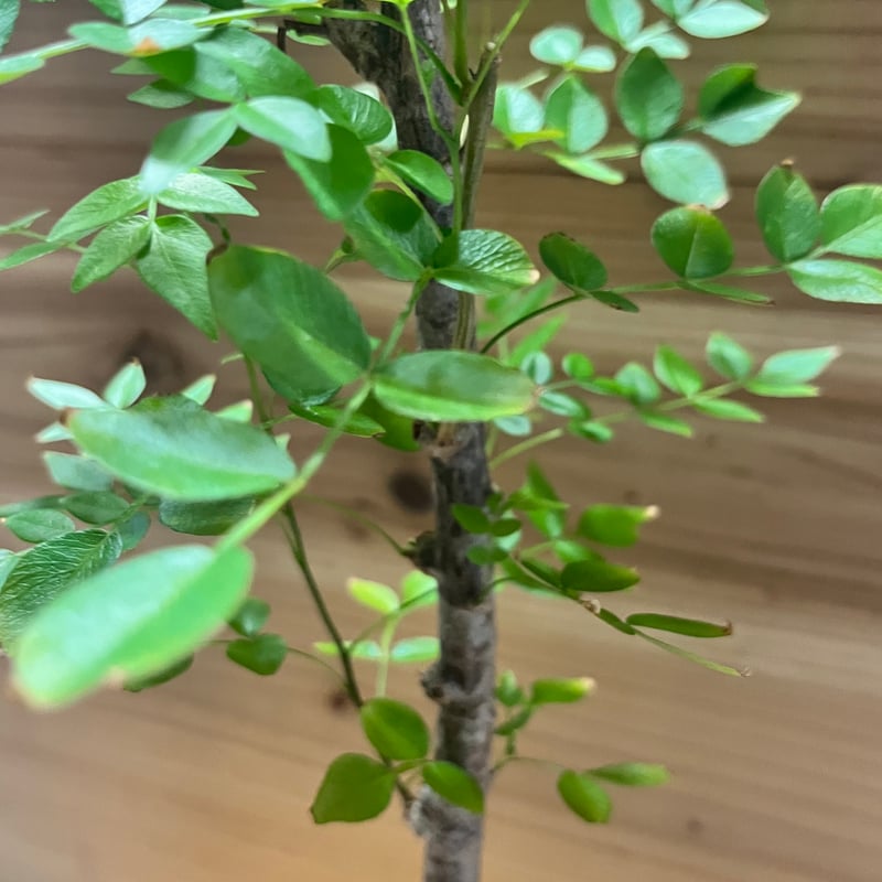 塊根植物 オペルクリカリアボレアリス盆栽素材 オペルクリカリア ボレアリス | GREEN LUCK