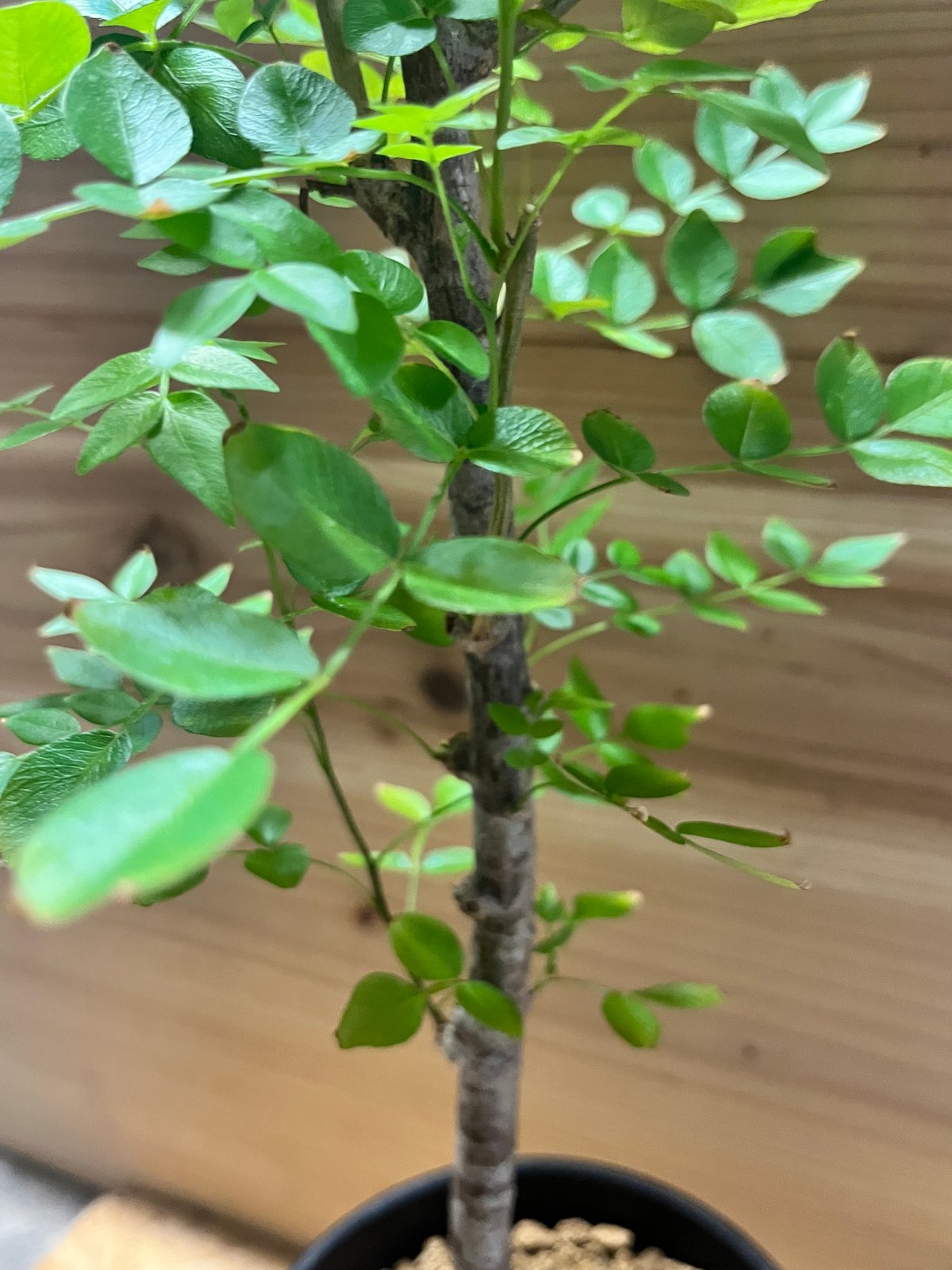 サマーセール！希少 hyb オペルクリカリア デカリー × ボレアリス 銅葉 3 サマーセール！希少 hyb オペルクリカリア デカリー