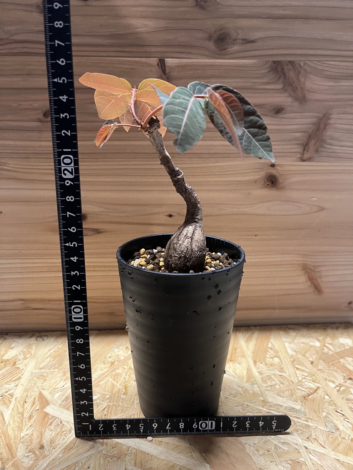 フィランサスミラビリス　超美形大株 isla del pescado - Phyllanthus mirabilis-フィランサス