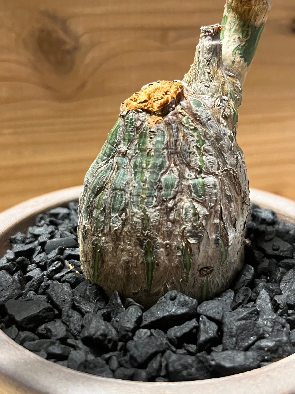 プセウドボンバックス エリプティクム×伝市鉢 | GREEN LUCK