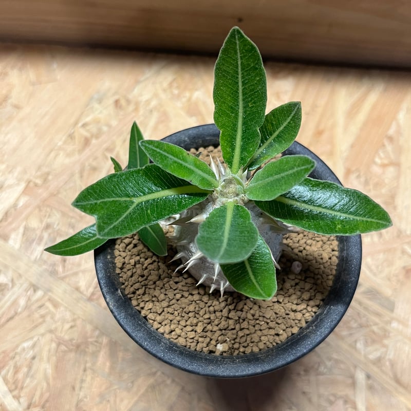 恵比寿大黒 扁平型 デンシカウレ 輸入株 パキポディウム デンシカウレ 恵比寿大黒① | hanayoshi-botanical