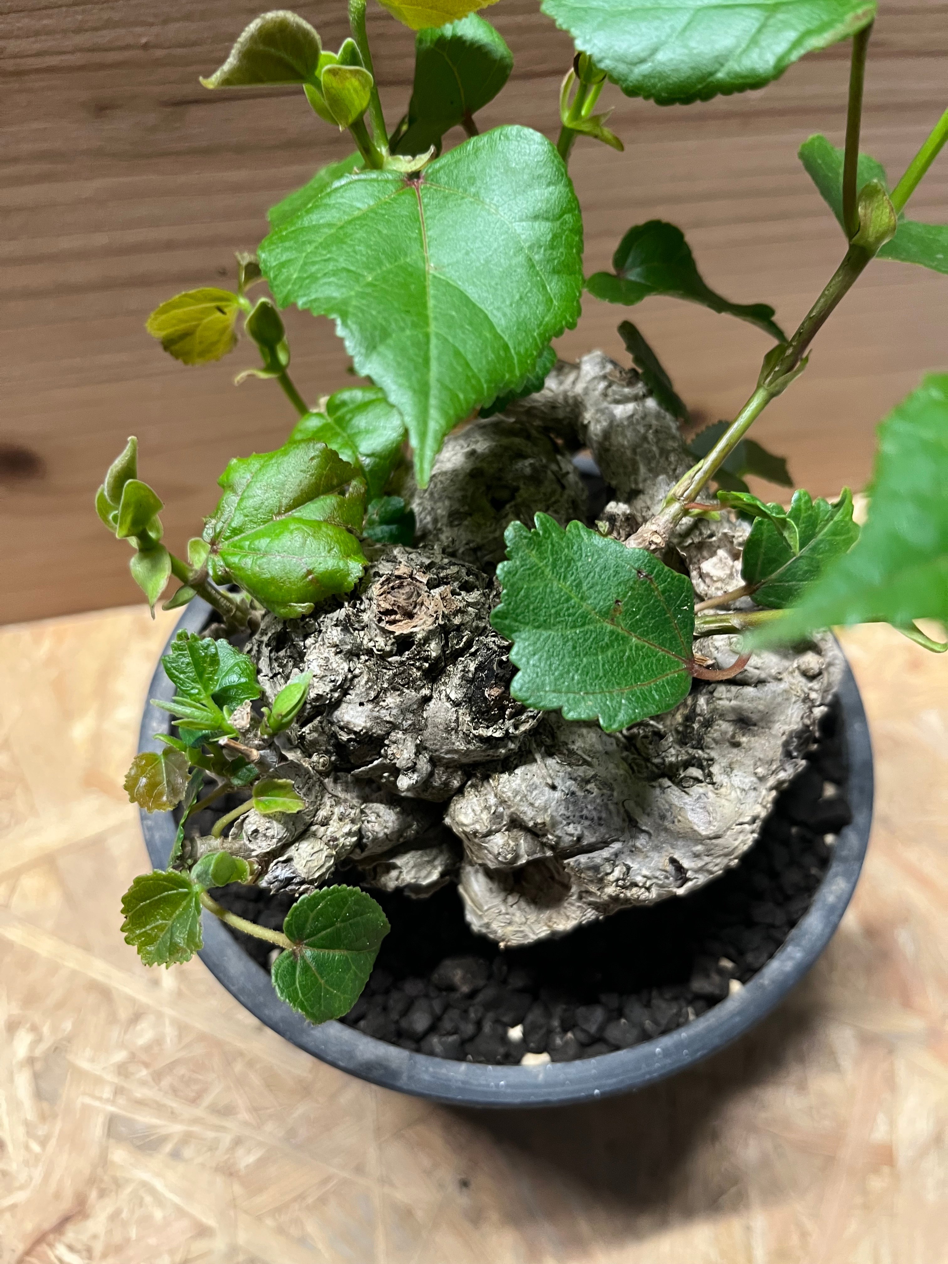 original