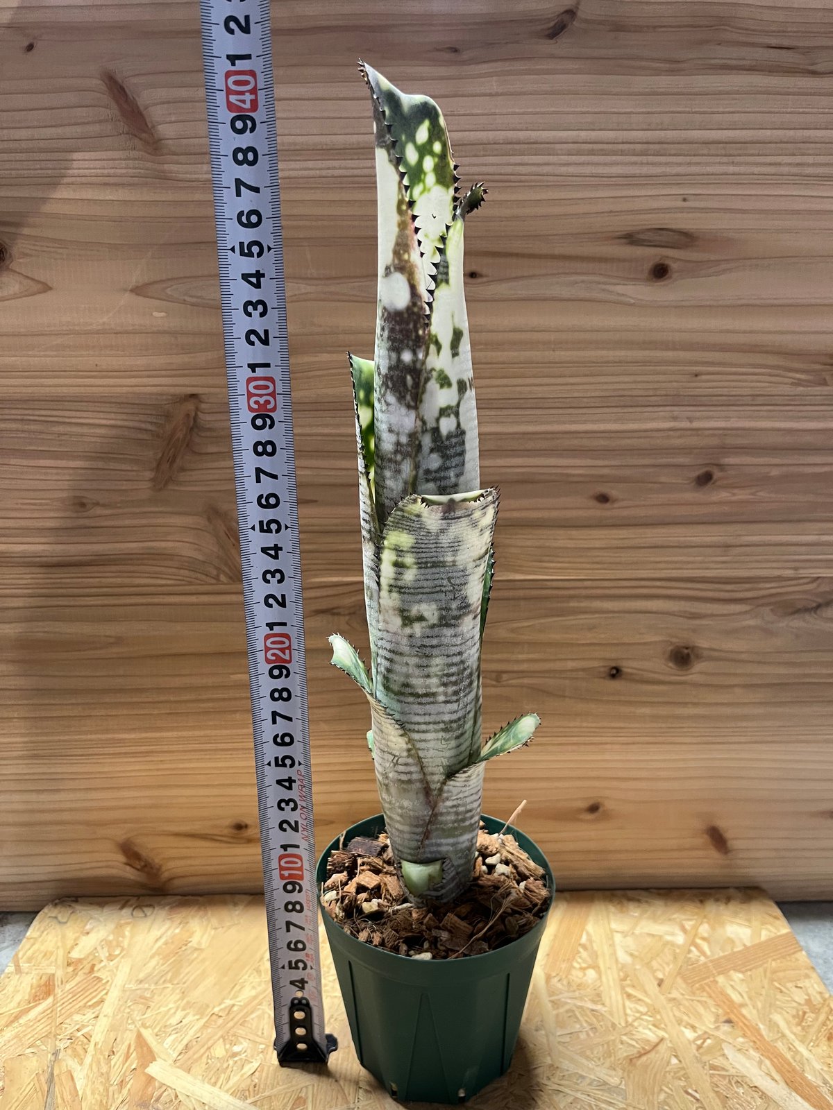 (美株)Billbergia YouTube Billbergia hybrid #5. It's been a month and a half since