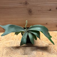 ネオレゲリア デメター | GREEN LUCK