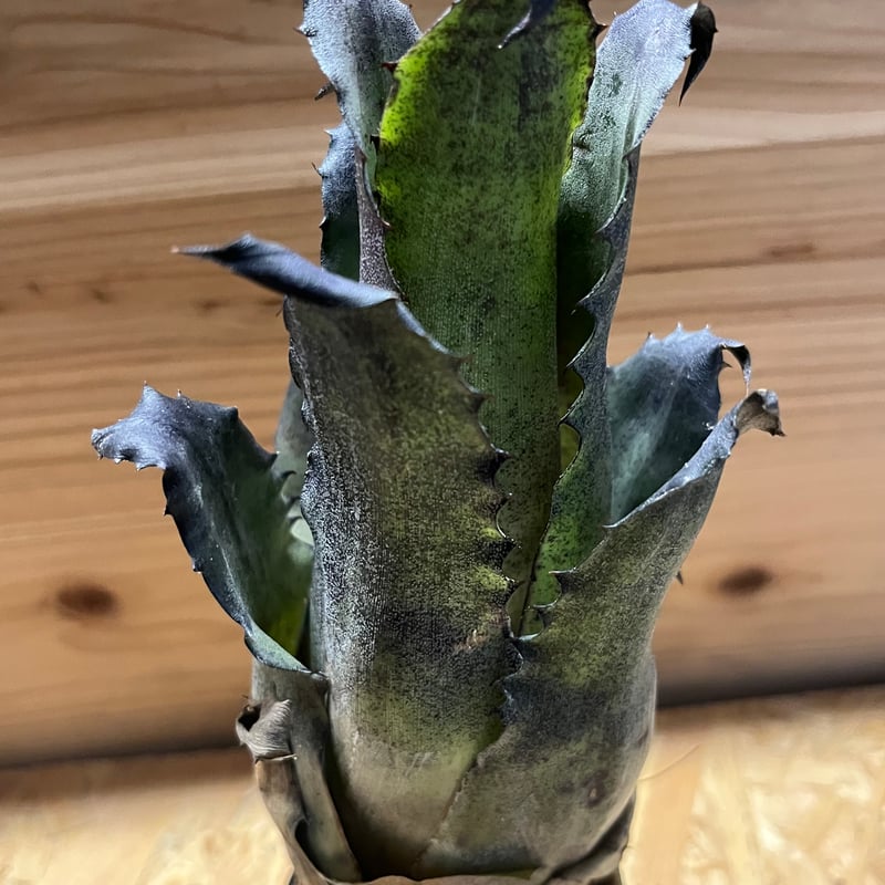 ホヘンベルギア レオポルドホルスティ ハワイフォーム | GREEN LUCK