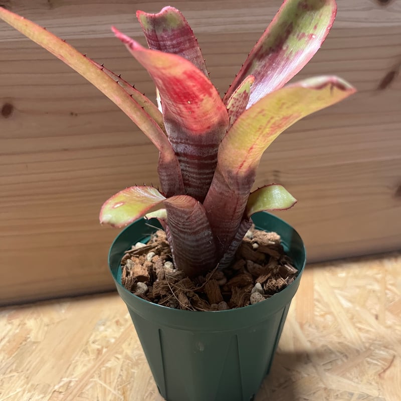 エクメア ヌディカウリス アクアリス | GREEN LUCK